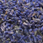 .ლავანდა / Lavender